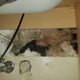 Illustration for article titled Help with mold and mystery leak